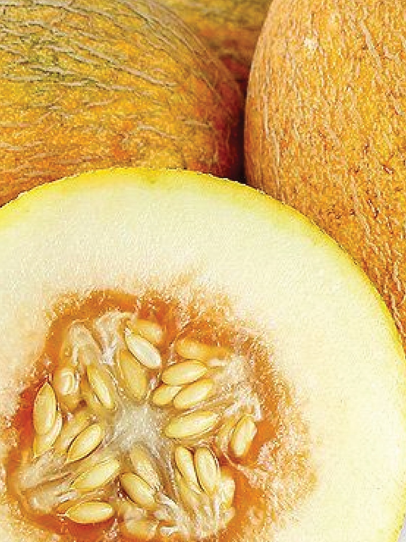 ORGANIC ANANAS SWEET MELON SEEDLING <br> شتلات شمام الأناناس العضوية