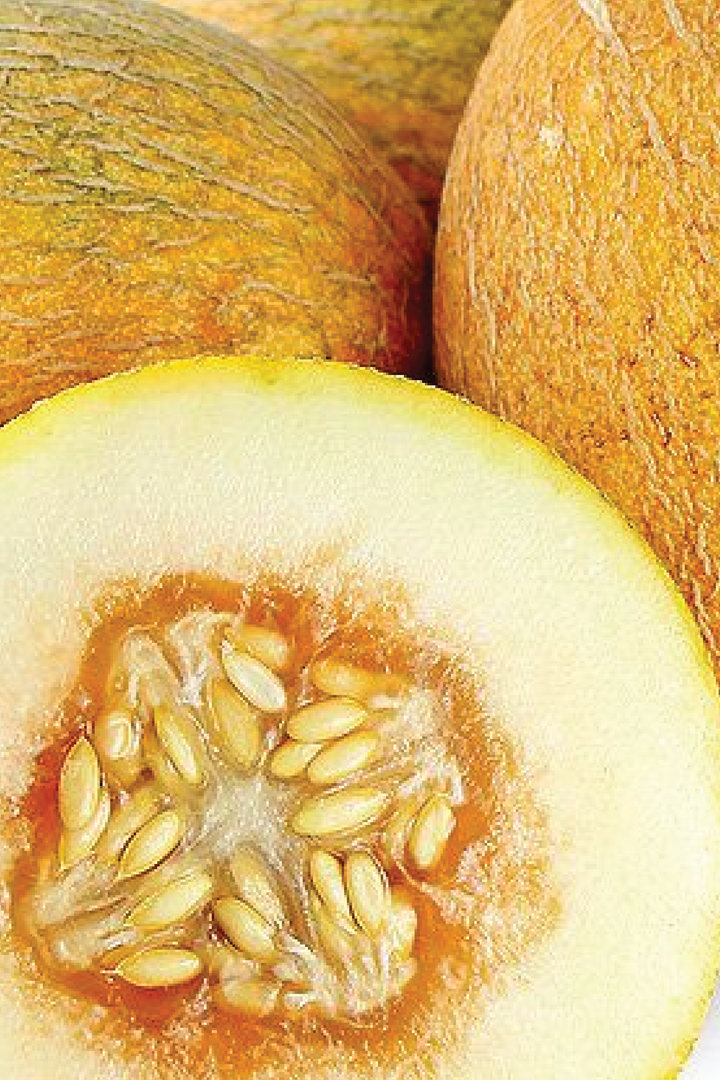 ORGANIC ANANAS SWEET MELON SEEDLING <br> شتلات شمام الأناناس العضوية