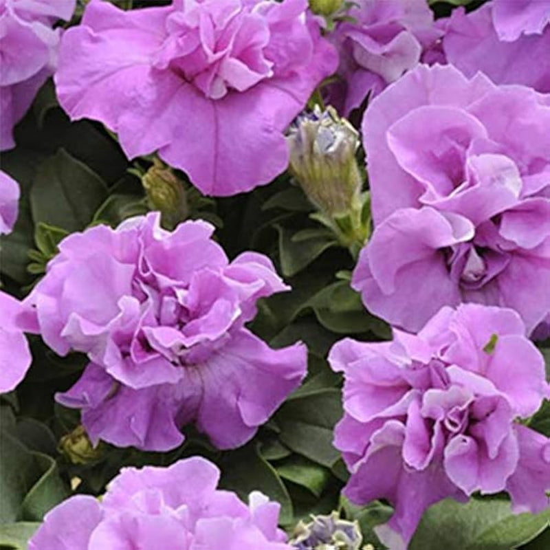 DOUBLE MADNESS PETUNIA SERIES LAVENDER FLOWER SEEDLING <br>شتلات زهور بيتونيا دبل مادنيس سيريس لافندر