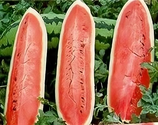 ORGANIC JUBILEE WATERMELON SEEDLING<br>شتلات بطيخ جوبلي العضوية