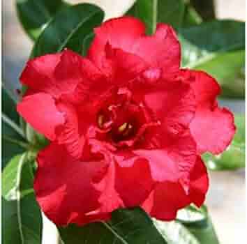 DESERT ROSE PLANT