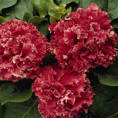 DOUBLE VALENTINE PETUNIA FLOWER SEEDLING <br>شتلات زهور بيتونيا فلنتاين