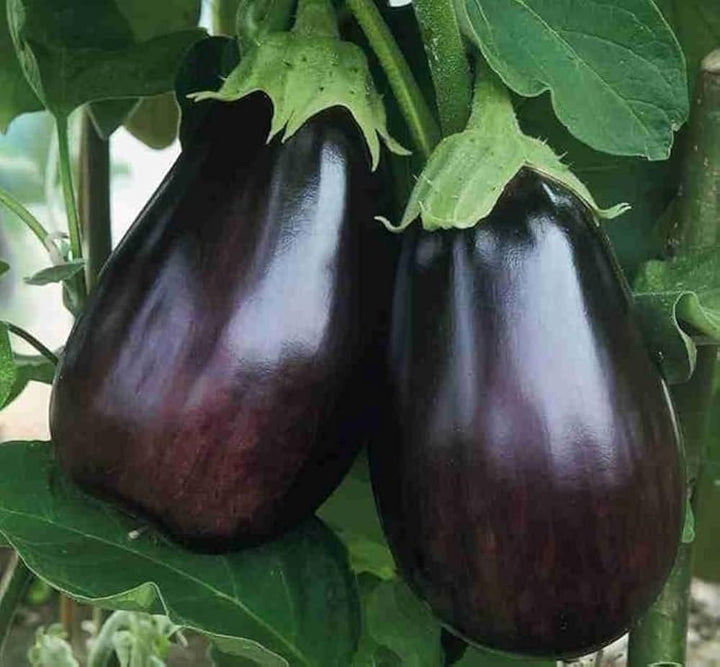 ORGANIC BLACK BEAUTY EGGPLANT SEEDLING