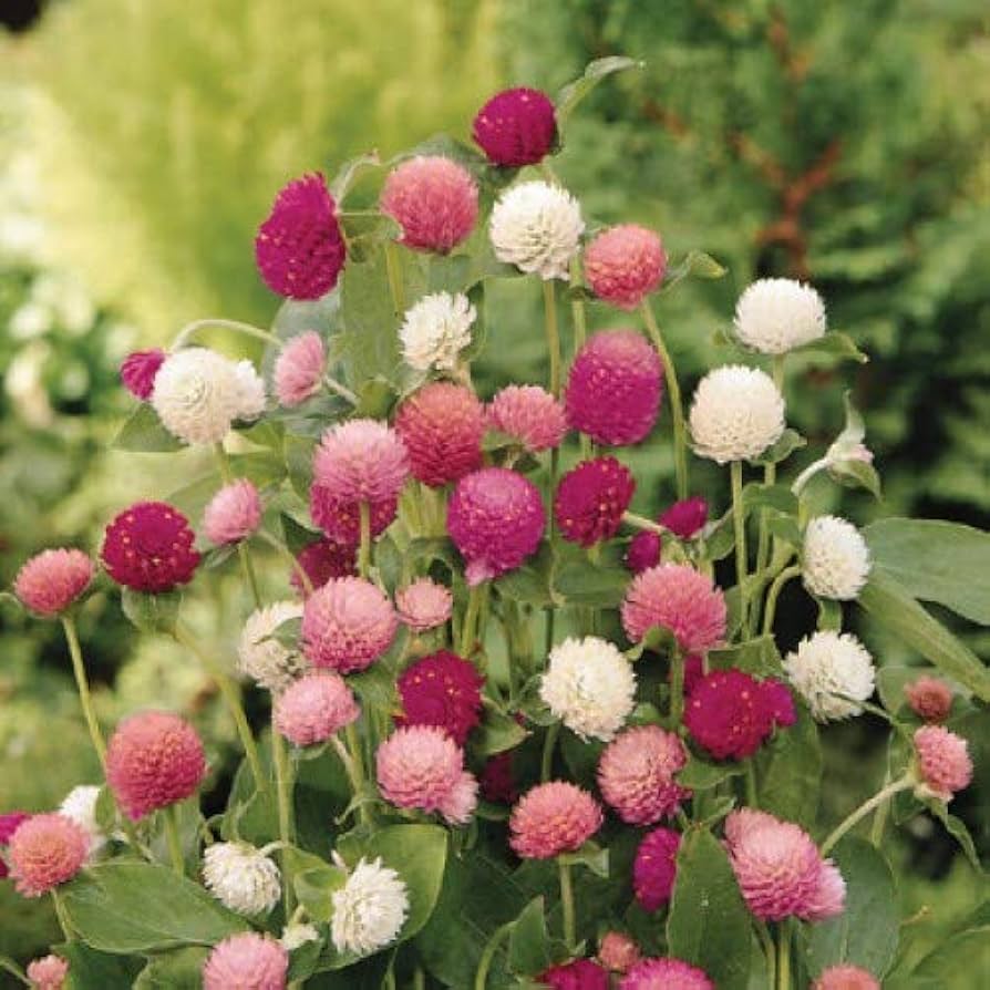 GOMPHRENA FLOWER SEEDLING <br> شتلات زهور القمفرينا