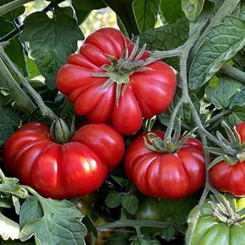 ORGANIC COSTOLUTO GENVESE TOMATO SEEDLING