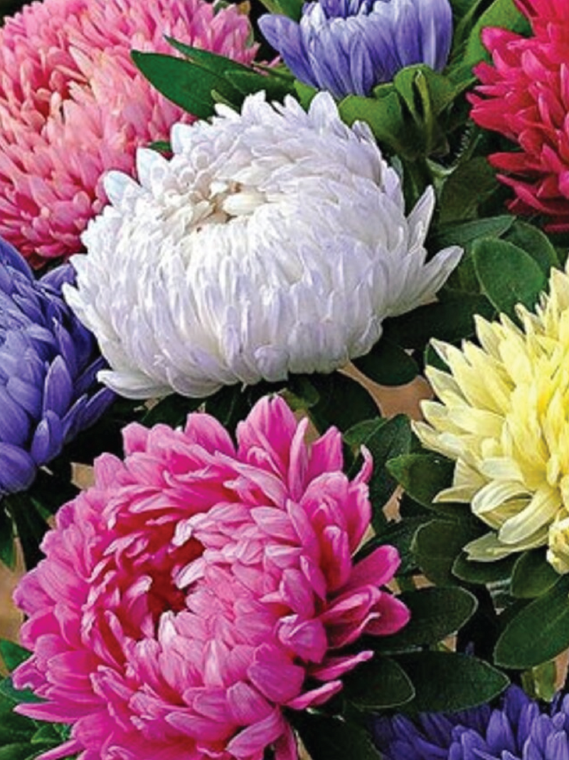 MIX CHINA ASTER SEEDS <br> بذور زهور الأستر الصينية مكس