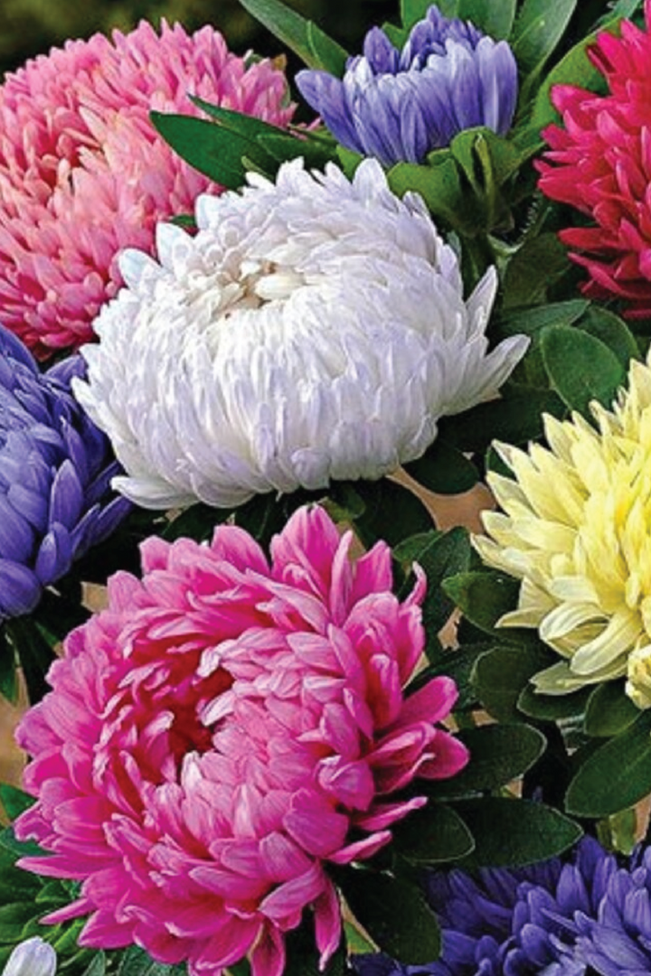 MIX CHINA ASTER SEEDS <br> بذور زهور الأستر الصينية المختلطة