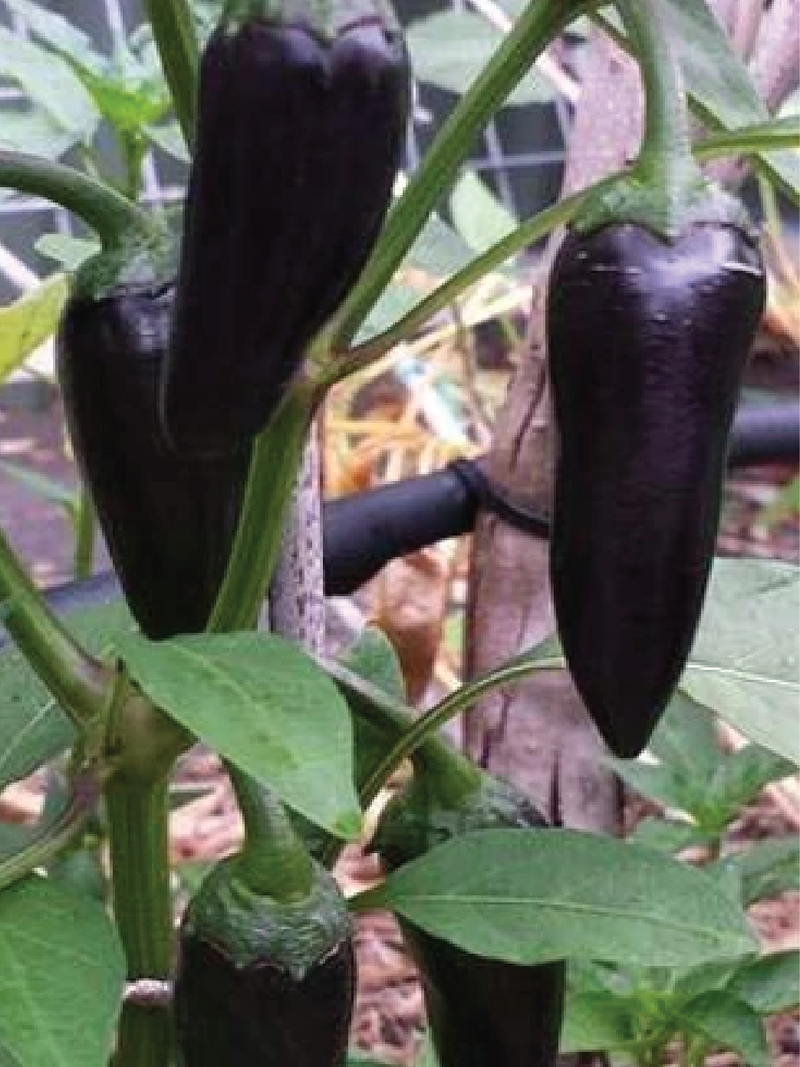 ORGANIC BLACK CHILI PEPPER SEEDLING <br>شتلات الفلفل الأسود العضوية