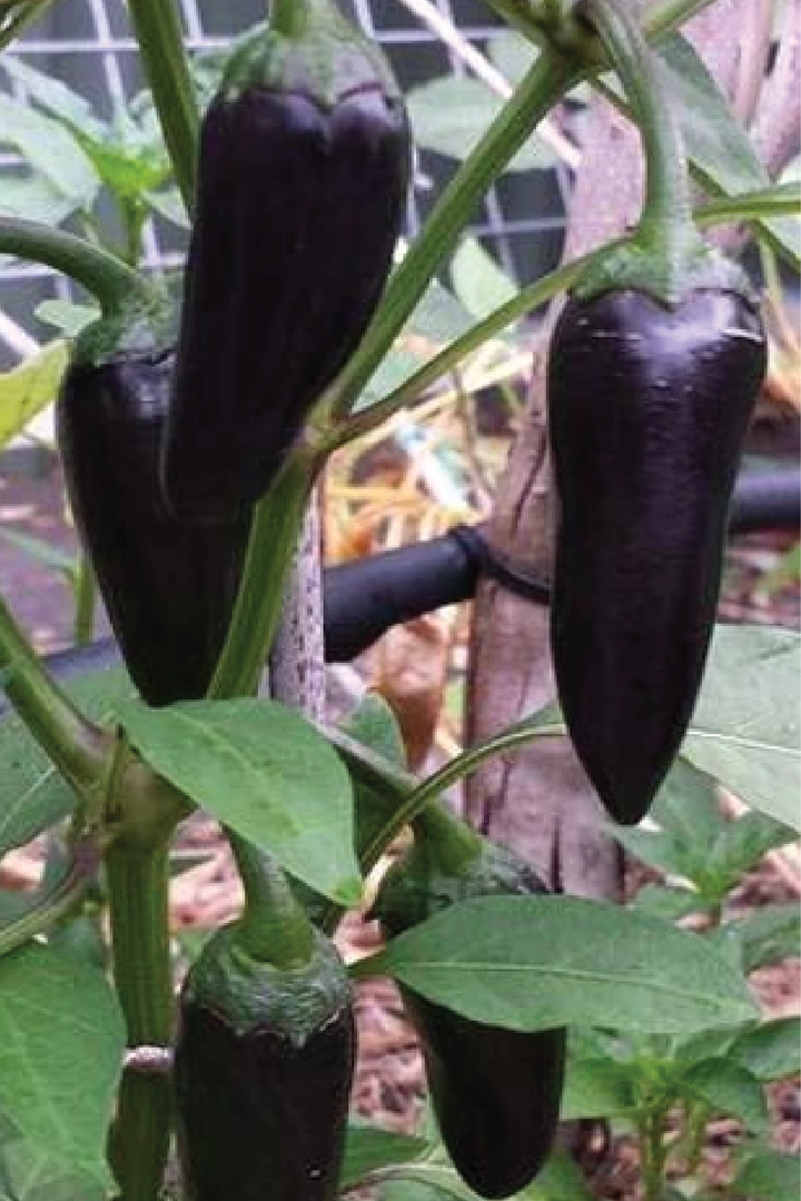 ORGANIC BLACK CHILI PEPPER SEEDLING <br>شتلات الفلفل الأسود العضوية