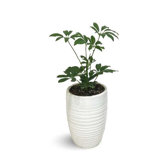 Dwarf Umbrella Tree