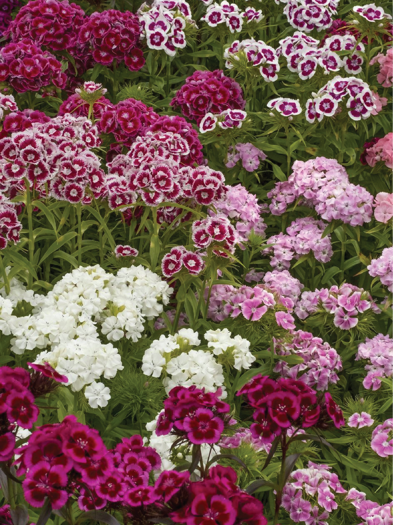 MIXED COLOR DIANTHUS SEEDS<br> بذور زهور القرنفل مكس