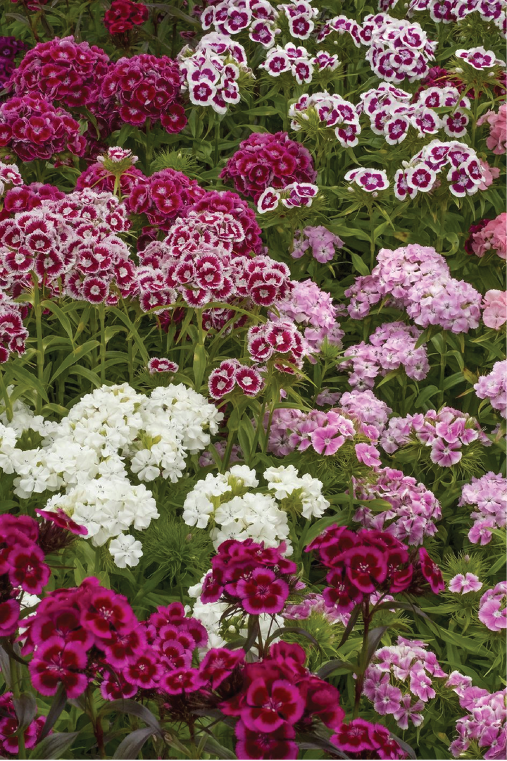 MIXED COLOR DIANTHUS SEEDS<br> بذور زهور القرنفل مكس
