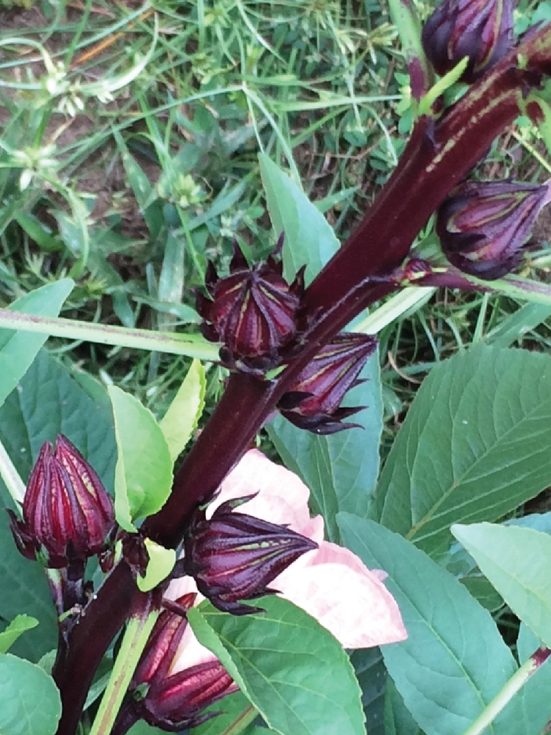 ORGANIC MAROON HIBISCUS SEEDLING <br>شتلات الكركديه الماروني العضوية