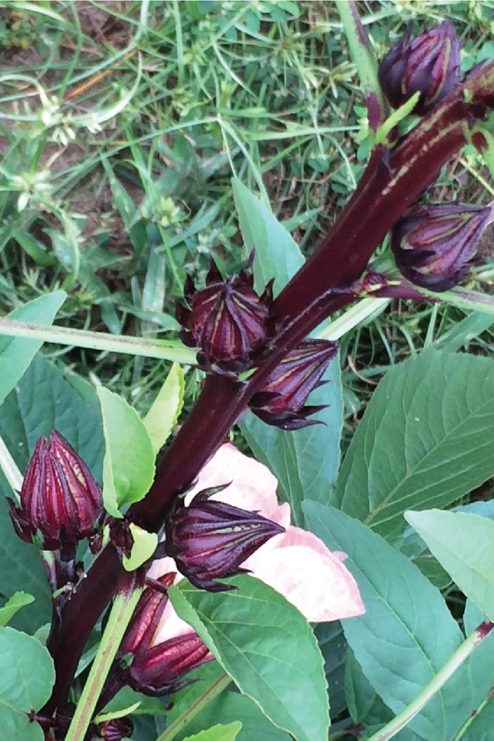 ORGANIC MAROON HIBISCUS SEEDLING <br>شتلات الكركديه الماروني العضوية