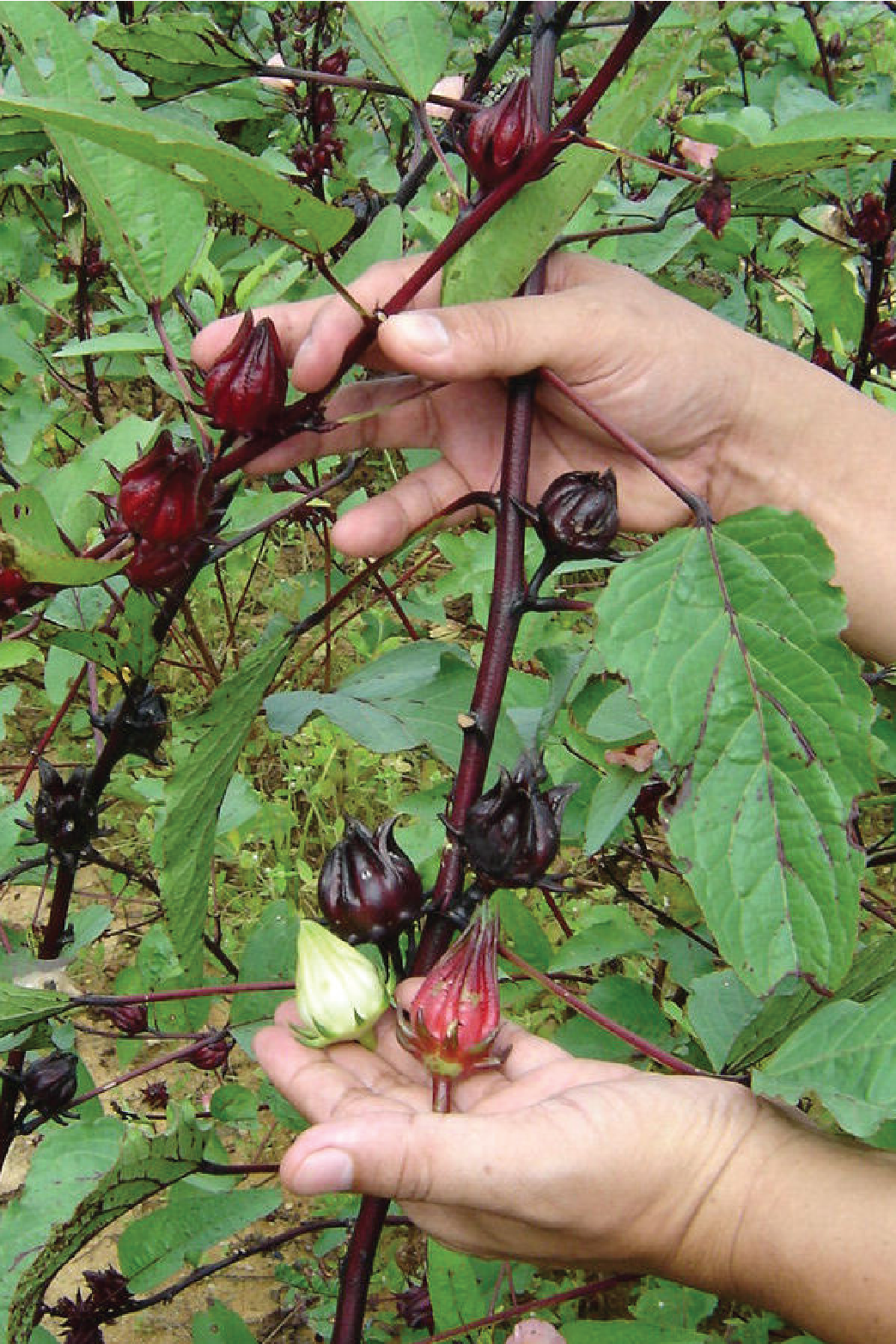 ORGANIC MAROON HIBISCUS SEEDLING <br>شتلات الكركديه الماروني العضوية
