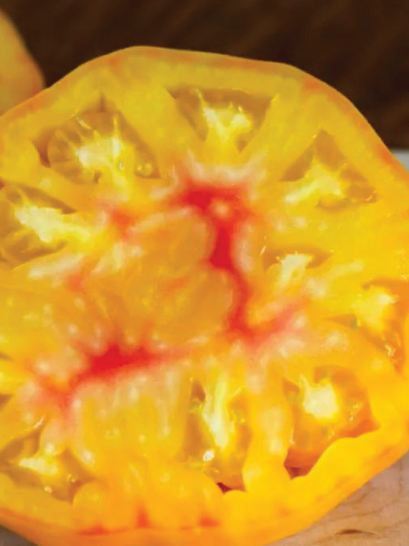 ORGANIC BIG RAINBOW TOMATO SEEDLING <br> شتلات الطماطم بيج رينبو العضوية