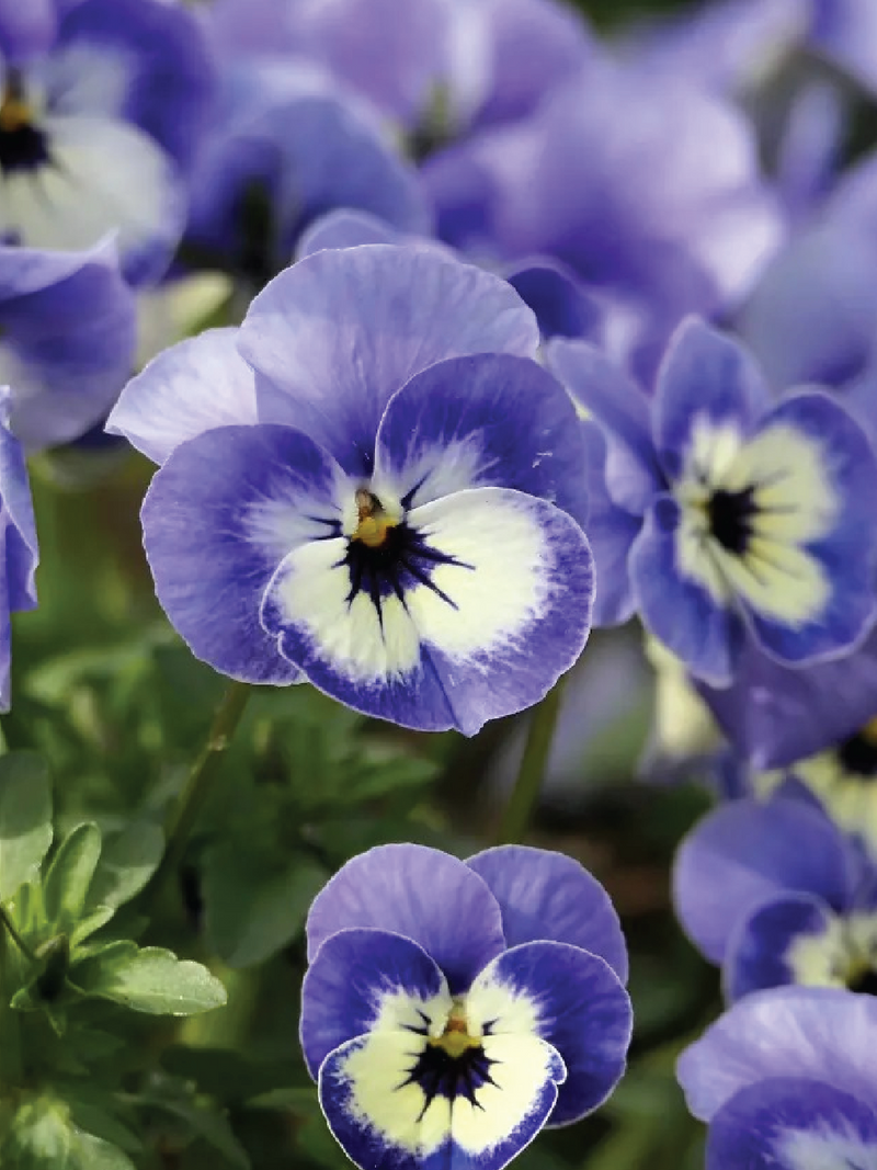 SORBET XP DELFT BLUE VIOLA FLOWER SEEDLING <br>شتلات زهور الفايولا سوربيه ديلفت بلو