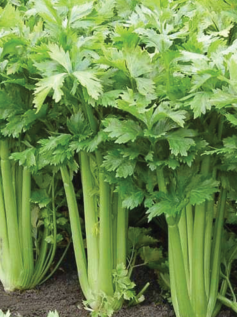 CELERY SEEDS <br>بذور الكرفس