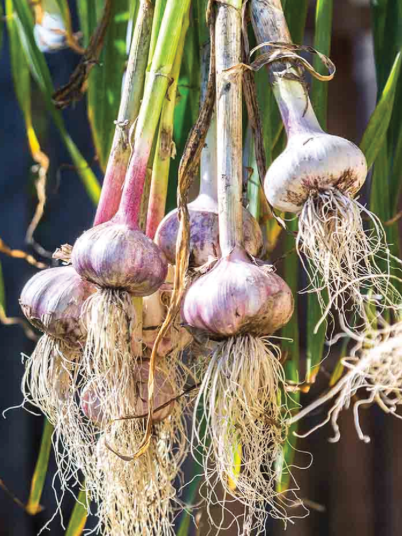3 ORGANIC OMANI GARLIC SEEDLING <br>٣ شتلات من الثوم العماني العضوي