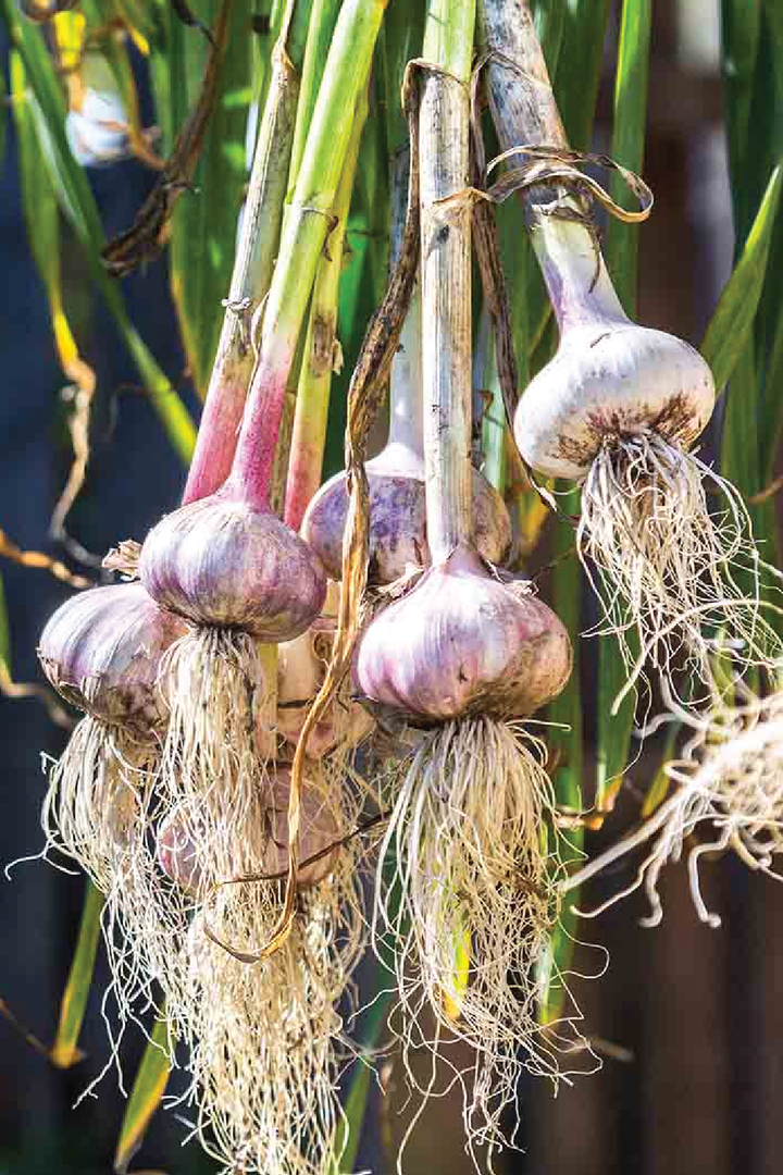 3 ORGANIC OMANI GARLIC SEEDLING <br>٣ شتلات من الثوم العماني العضوي