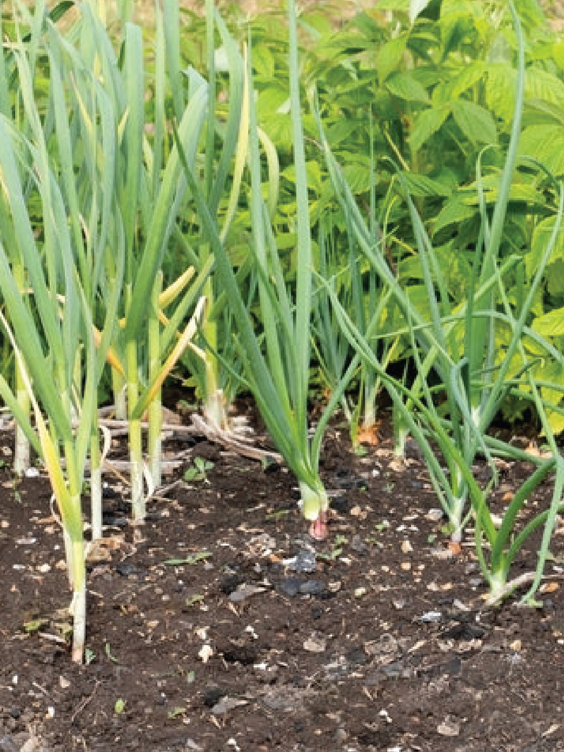 3 ORGANIC OMANI GARLIC SEEDLING <br>٣ شتلات من الثوم العماني العضوي