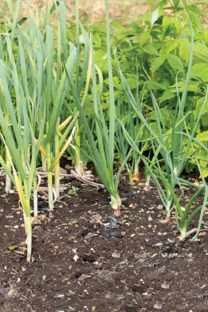 3 ORGANIC OMANI GARLIC SEEDLING <br>٣ شتلات من الثوم العماني العضوي