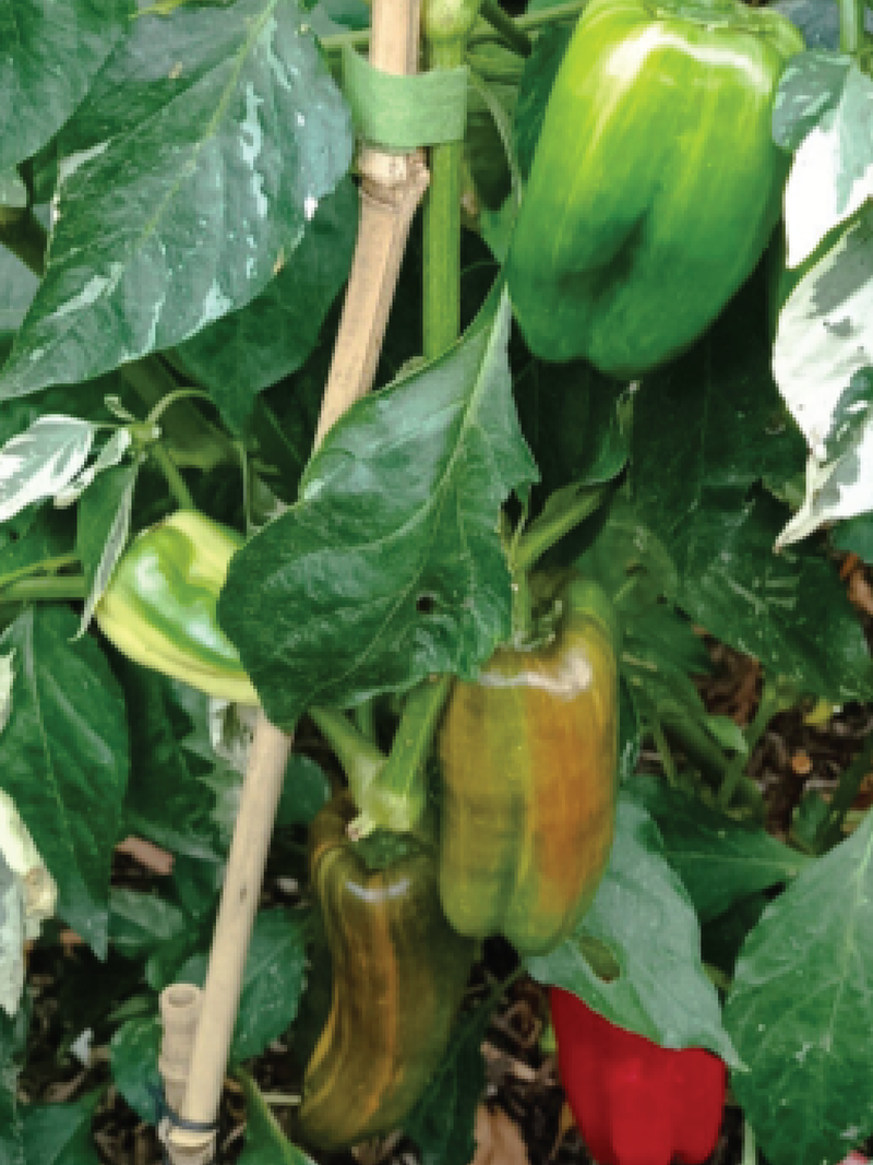 ORGANIC CANDY CANE PEPPER SEEDLING <BR>شتلات الفلفل العضوية كاندي كين