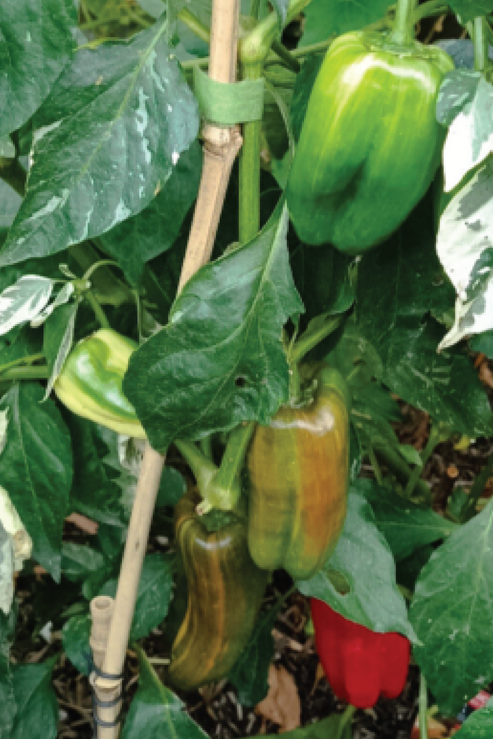 ORGANIC CANDY CANE PEPPER SEEDLING <BR>شتلات الفلفل العضوية كاندي كين