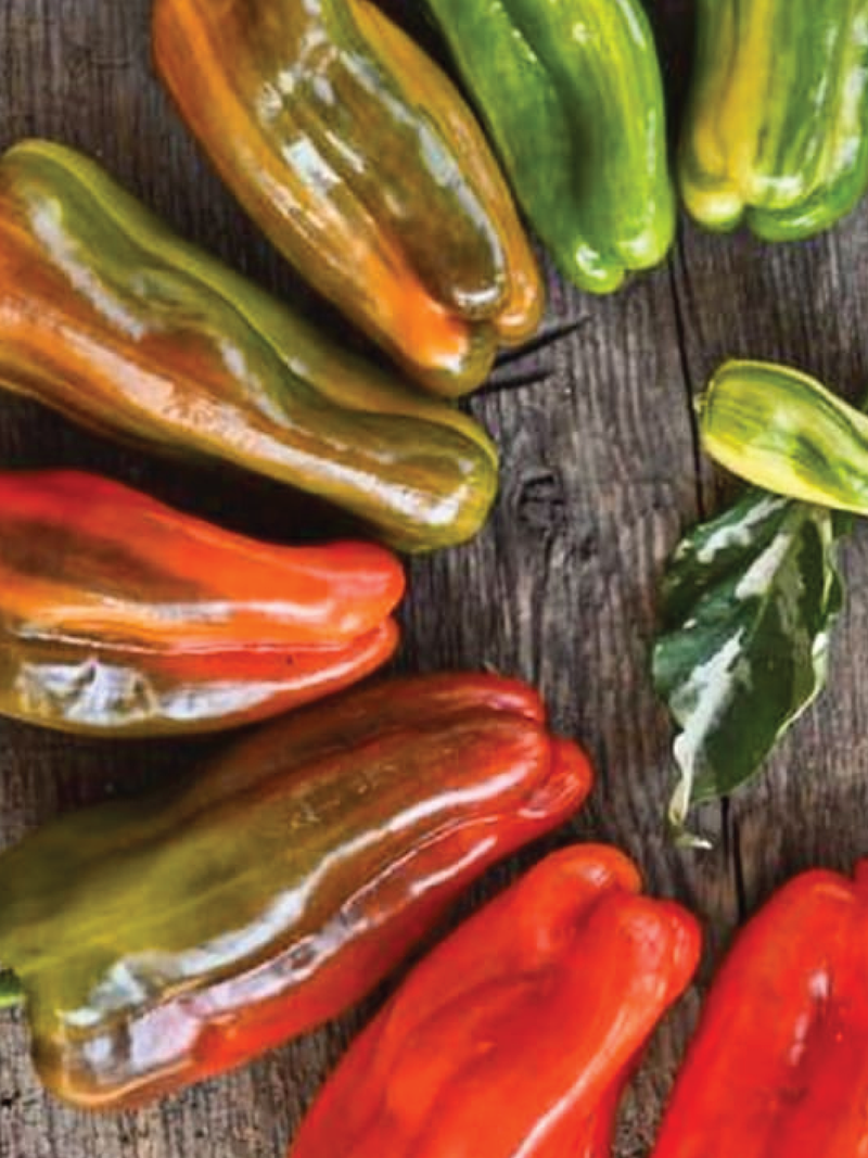 ORGANIC CANDY CANE PEPPER SEEDLING <BR>شتلات الفلفل العضوية كاندي كين