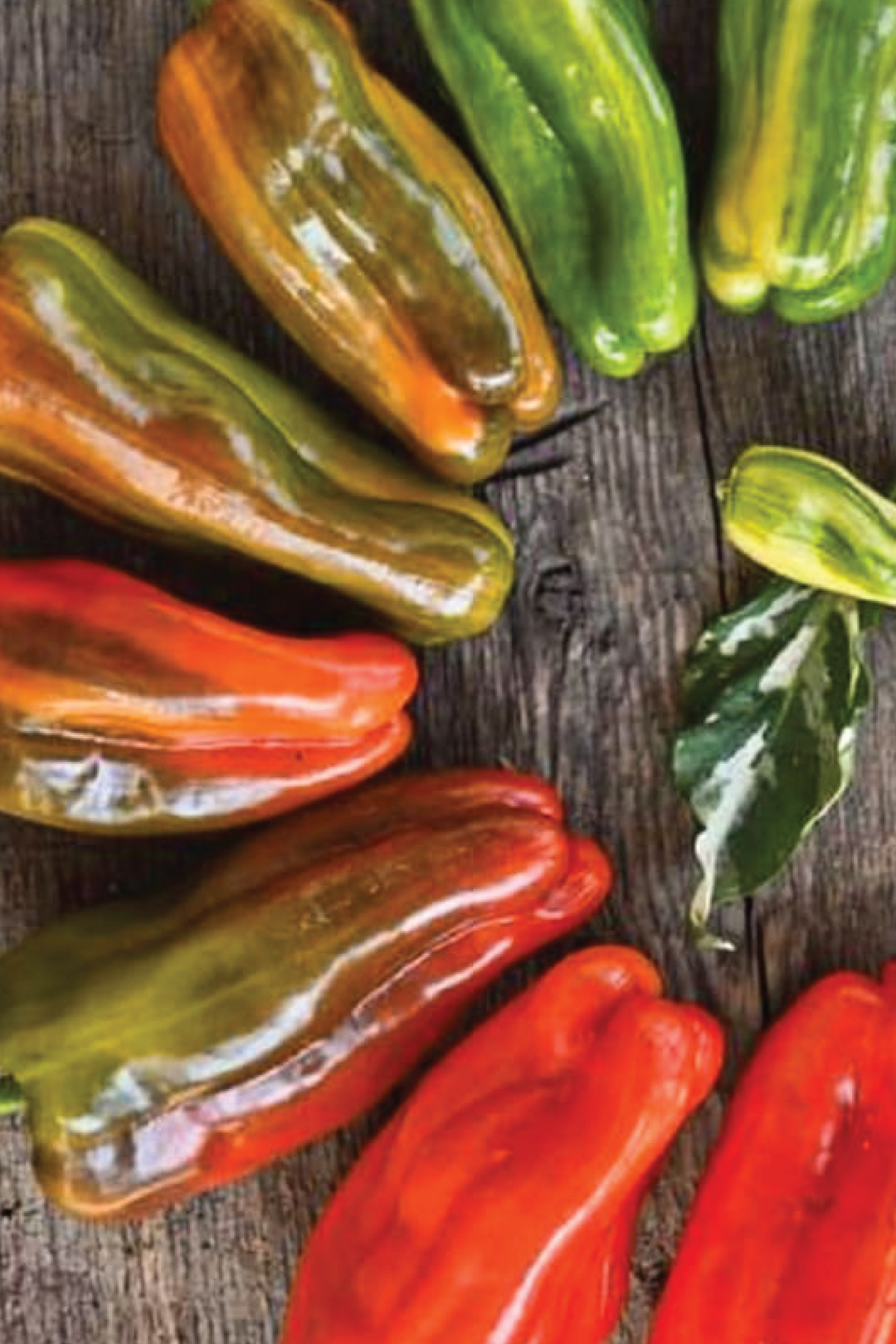 ORGANIC CANDY CANE PEPPER SEEDLING <BR>شتلات الفلفل العضوية كاندي كين