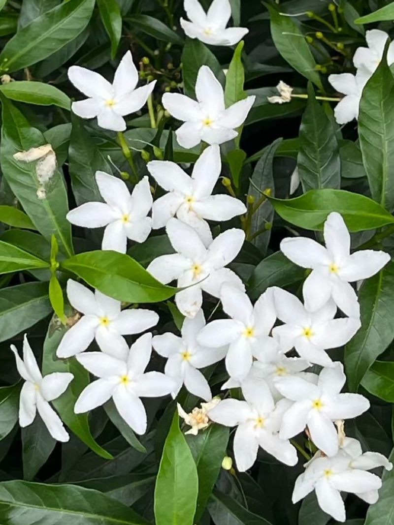 WILD JASMINE SEEDS