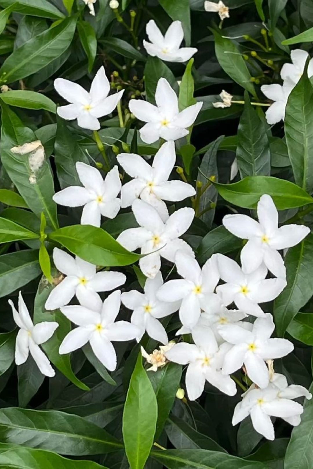 WILD JASMINE SEEDS <br> بذور الياسمين البري