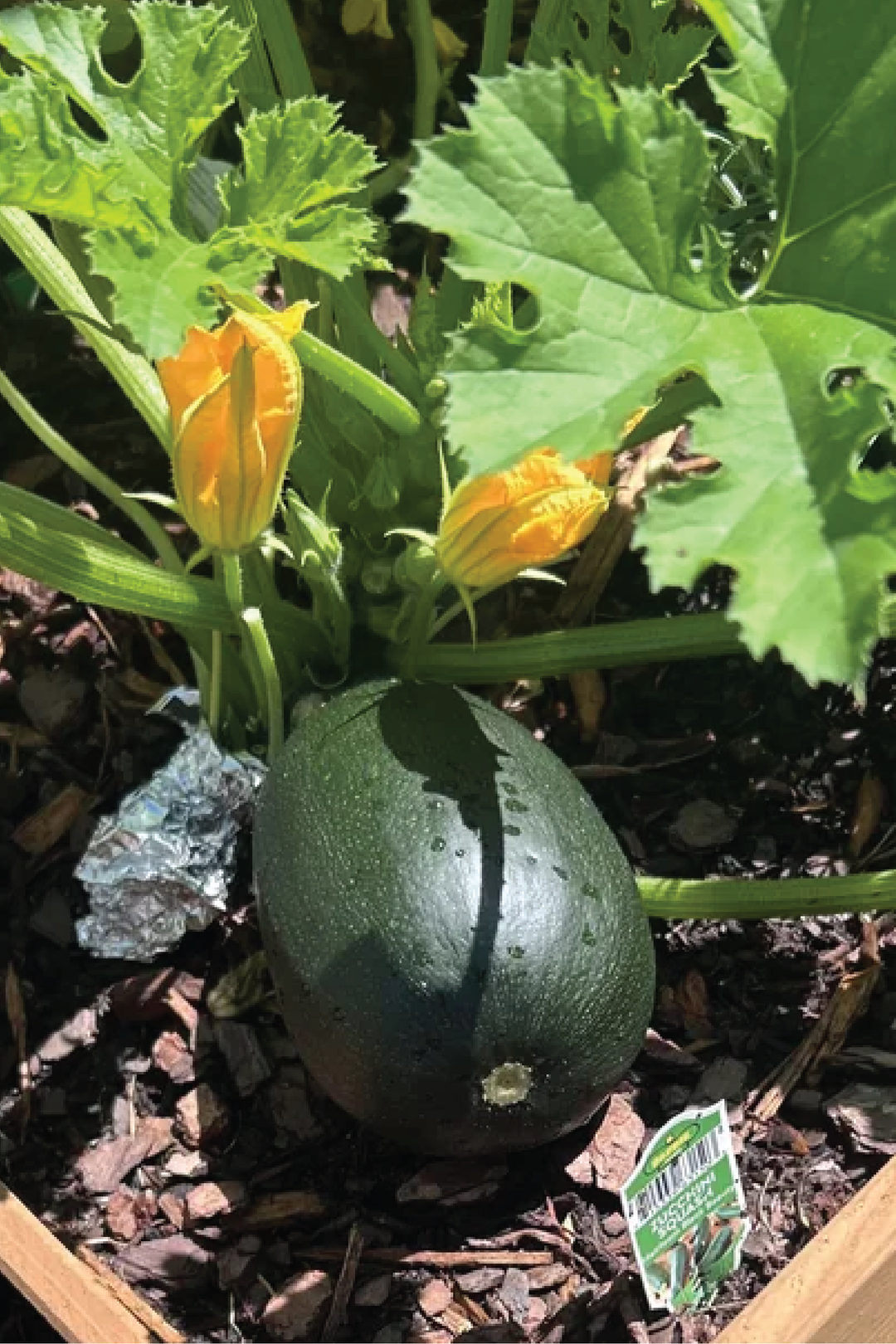 ORGANIC ROUND ZUCCHINI SEEDLING <br>شتلات الكوسا العضوية الدائرية الغامقة