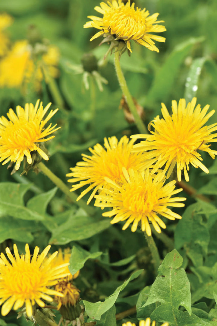 ORGANIC DANDELION SEEDLING
