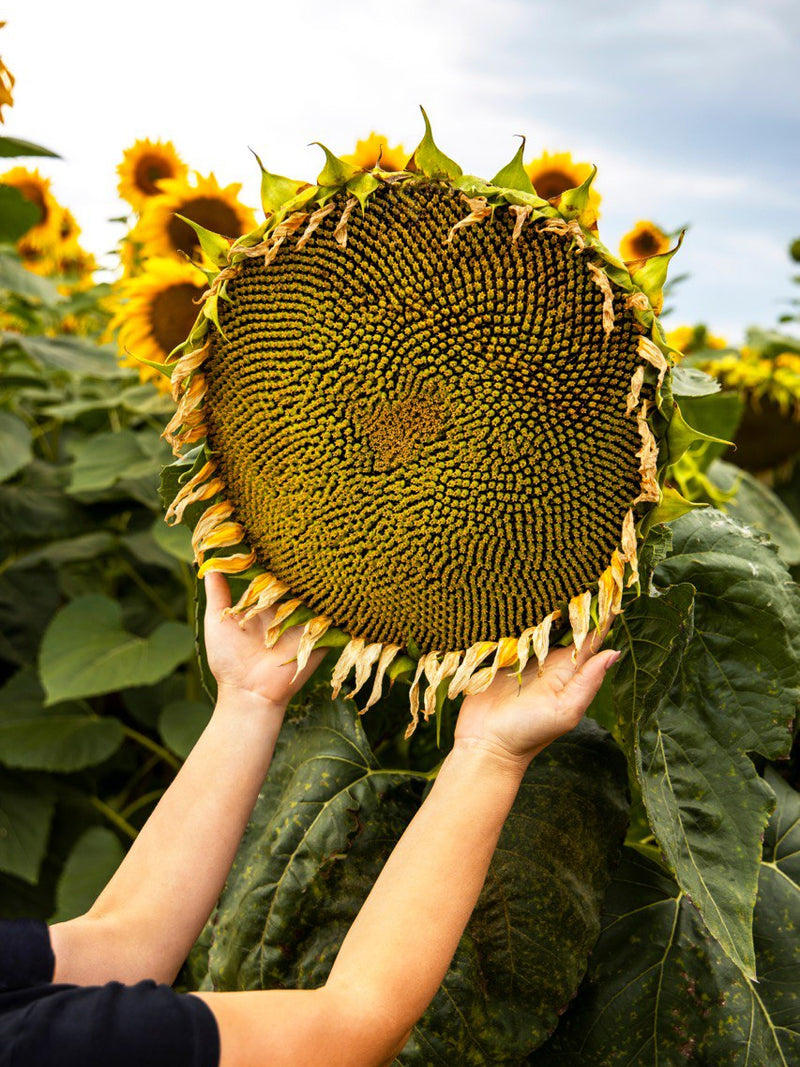 GIANT SUNFLOWER SEEDS<br> بذور دوار الشمس العملاق
