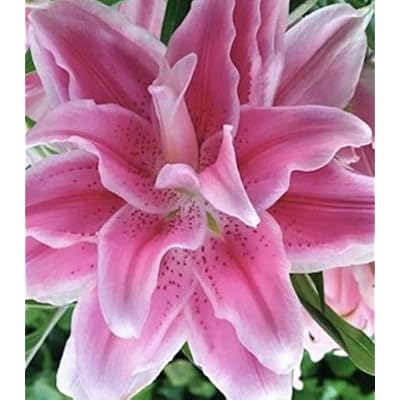 LOTUS ELEGANCE DOUBLE LILIUM FLOWER BULBS <br> أبصال زهور الليليوم الدبل لوتس اليجانس