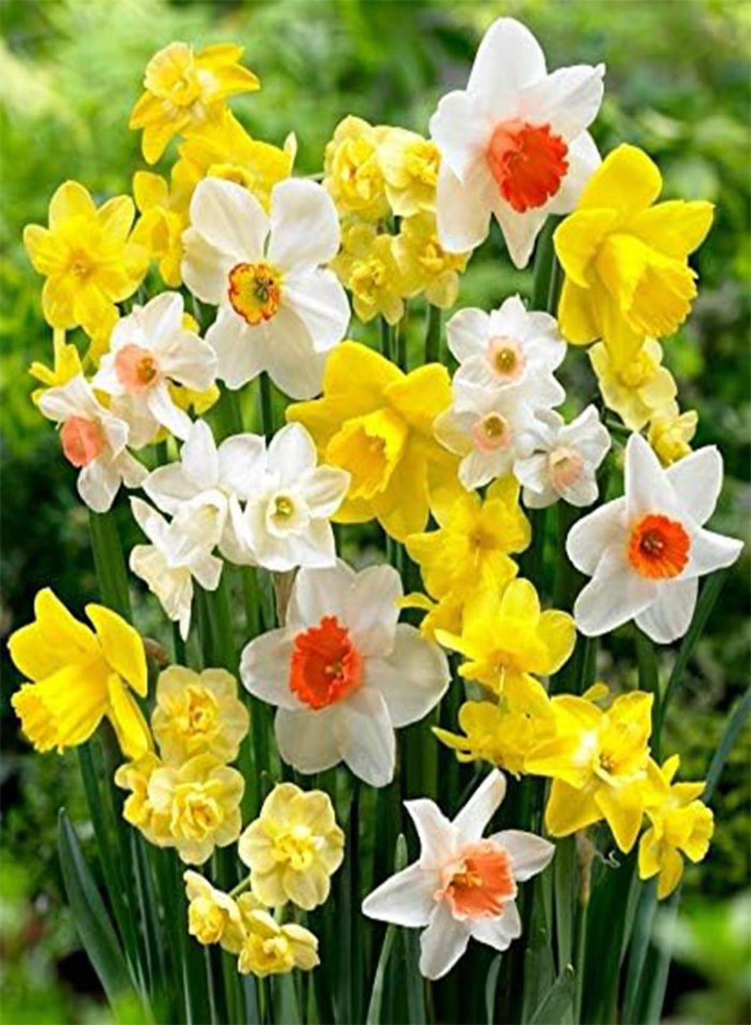 DAFFODILS FLOWER BULBS