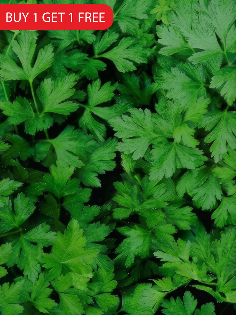PARSLEY SEEDS