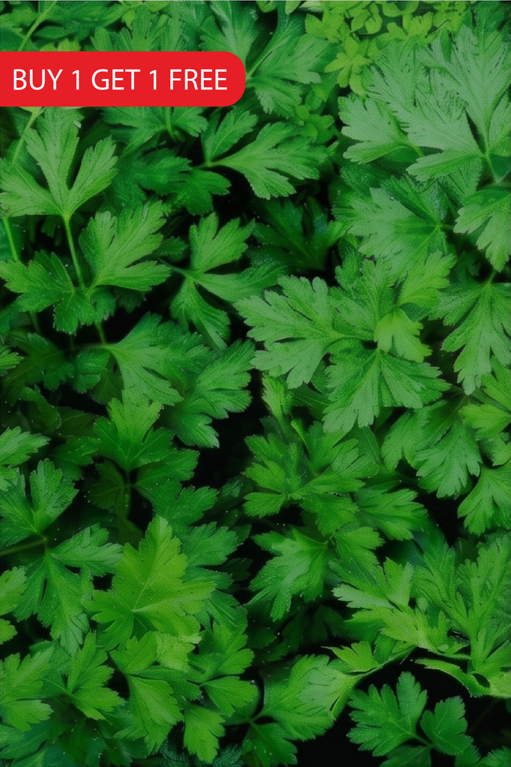 PARSLEY SEEDS