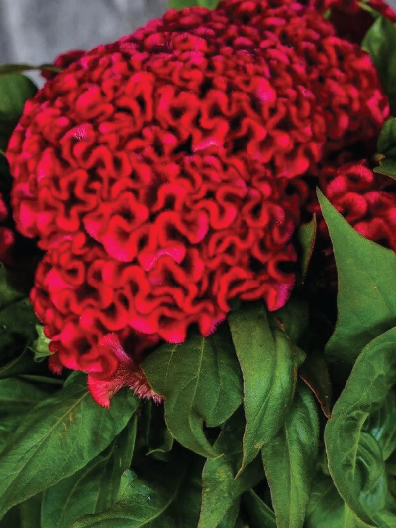 COCKSCOMB ORIENT FLOWER SEEDLING <br> شتلات زهور كوكسكومب اورينت 