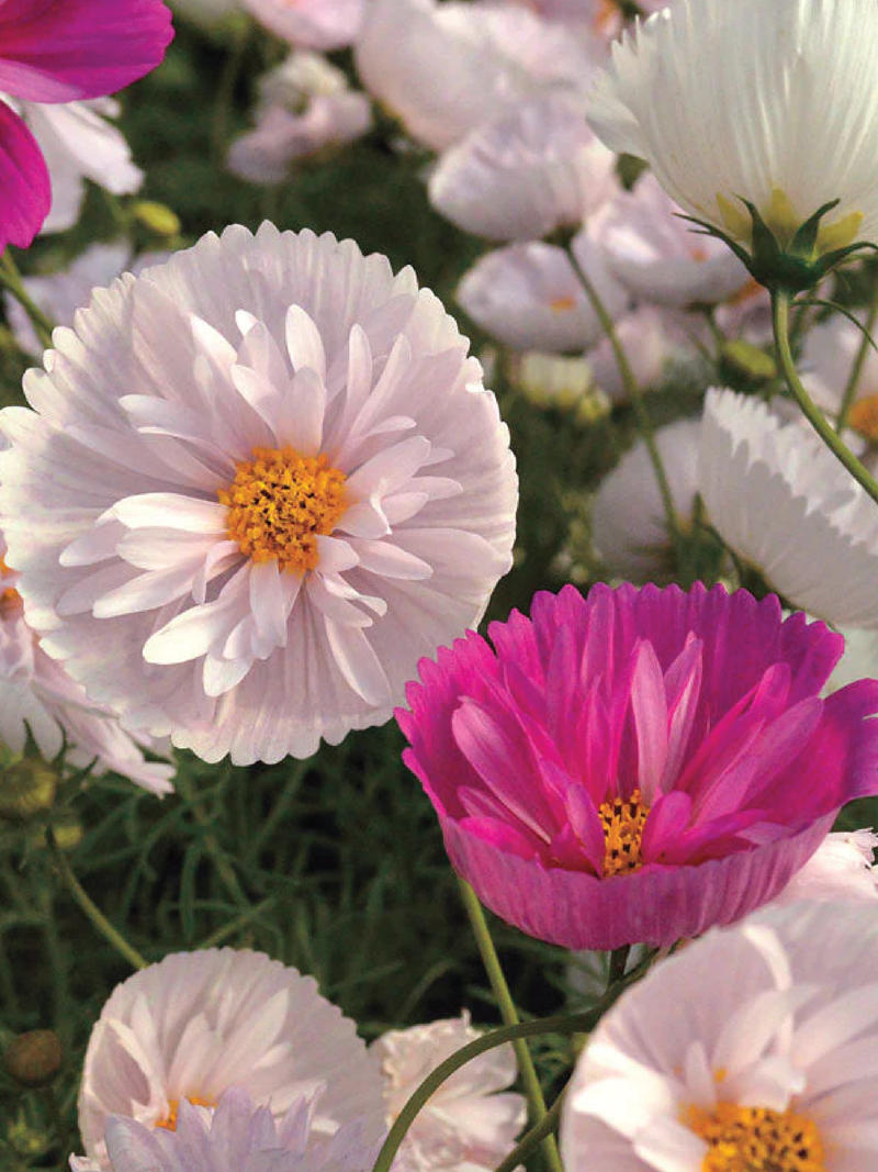 COSMOS CUPCAKE FLOWER SEEDLING <br>شتلات زهور الكوزموس كب كيك