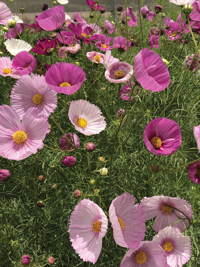 COSMOS CUPCAKE FLOWER SEEDLING <br>شتلات زهور الكوزموس كب كيك