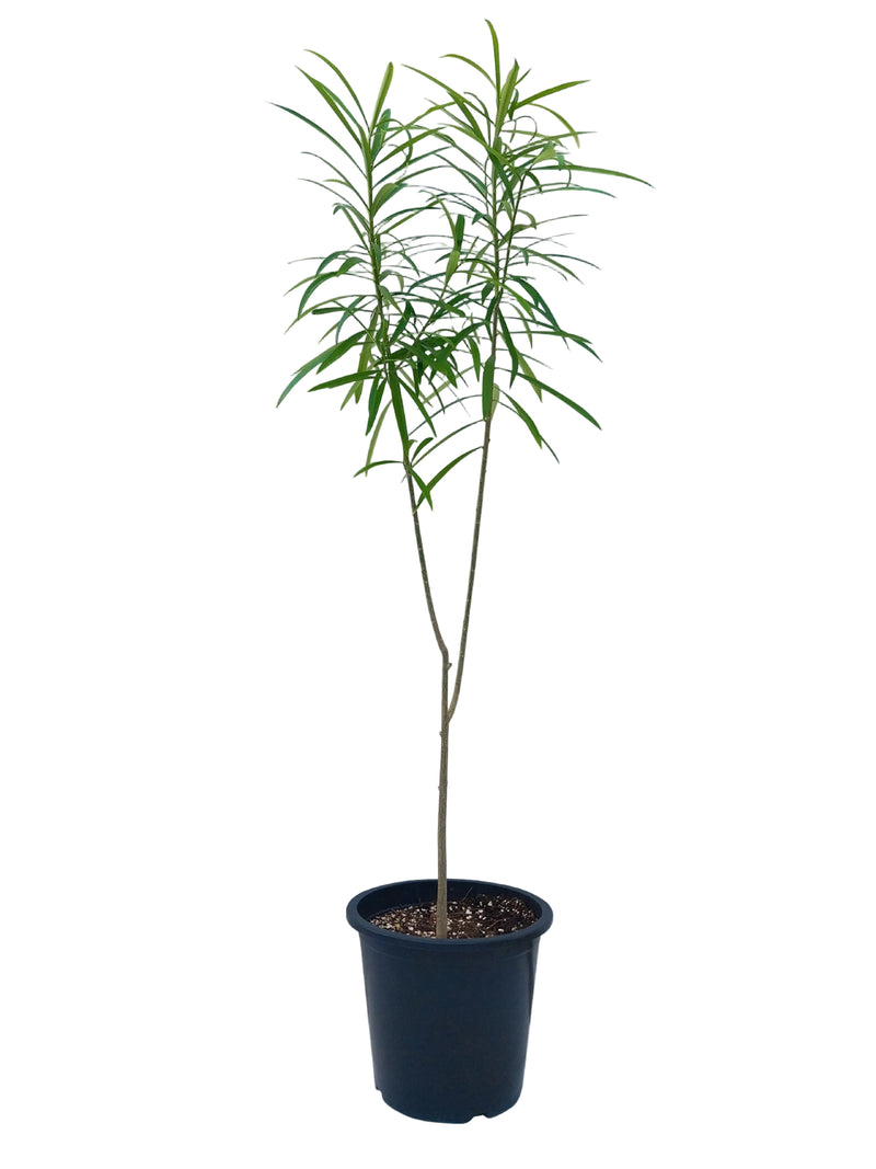 Thevetia Peruviana