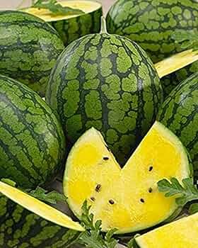 ORGANIC YELLOW SHINE WATERMELON SEEDLING <br> شتلات البطيخ الاصفر العضوية
