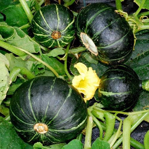 ORGANIC JAPANESE CHESTNUT PUMPKIN SEEDLING