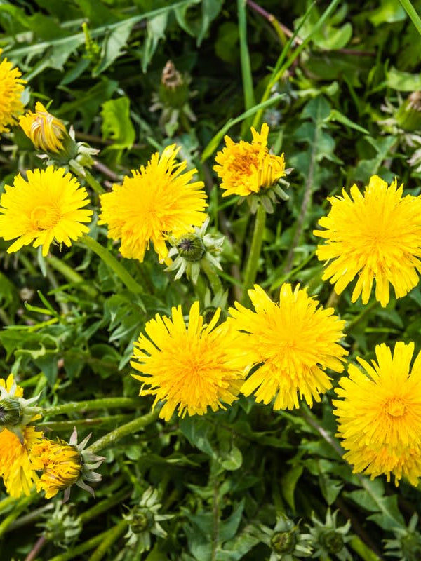 ORGANIC DANDELION SEEDLING<br>شتلات عشبة الهندباء العضوية