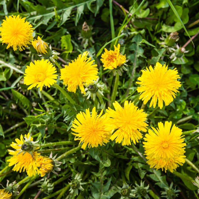 ORGANIC DANDELION SEEDLING<br>شتلات عشبة الهندباء العضوية