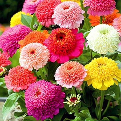 ZINNIA FARBEGE SEEDLING