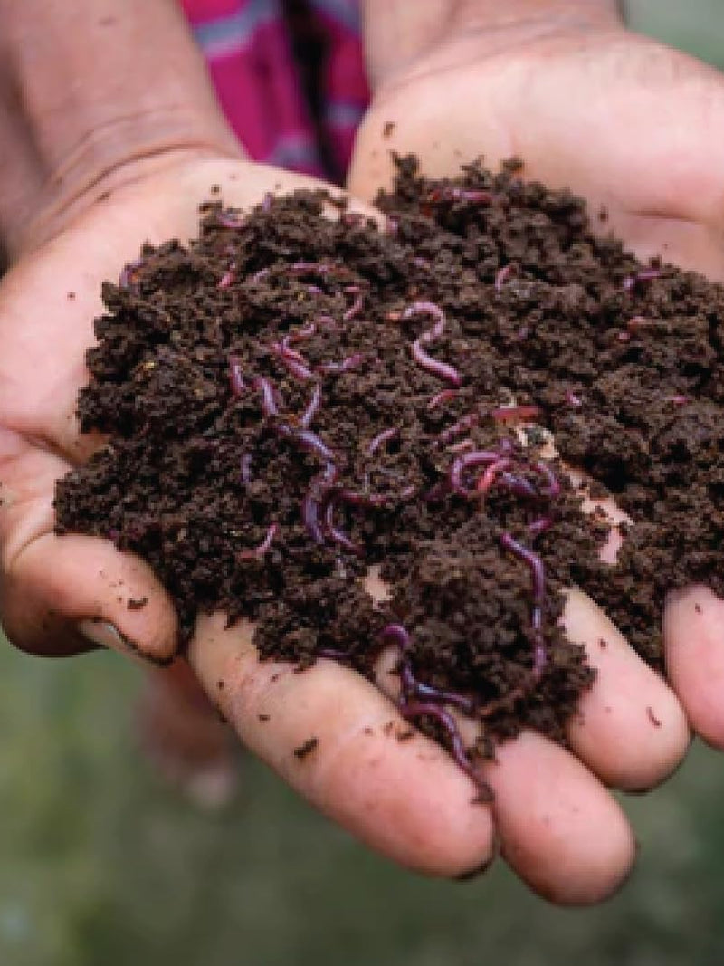VERMI COMPOST <br>سماد دودة الأرض