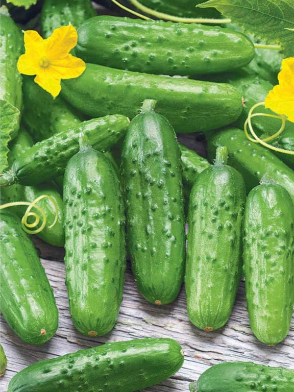 PICKLING CUCUMBER SEEDS <br> بذور خيار المخلل